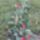 Tulipanok_2029275_4527_t