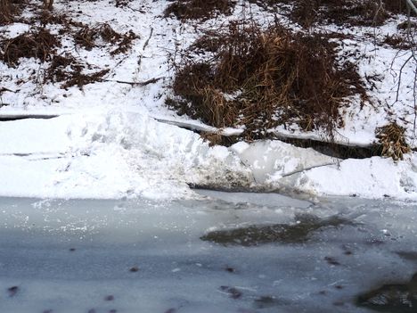 A hódok léket rágtak a befagyott Aranyosszigeti halátjáróban, Mosoni-Duna bal part, Mosonmagyaróvár 2017. január 16.-án