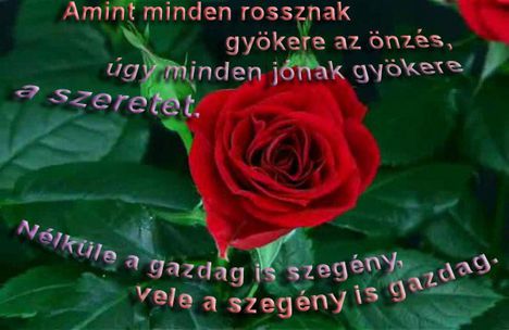 Amint minden rossznak gyökere