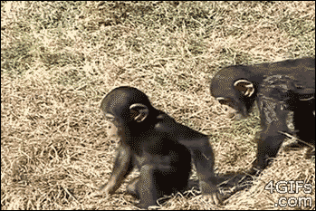 Csimpánzok-gif