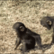 Csimpánzok-gif