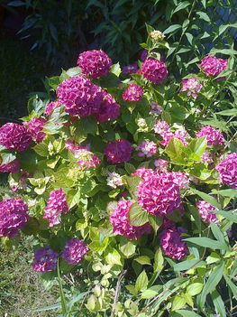 hortenzia