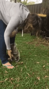 Koala koppan-giphy