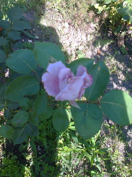 lila rózsa