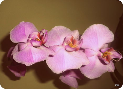 Orchidea