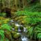 Rainforest Stream Olympic National Park Washington