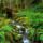 Rainforest_stream_olympic_national_park_washington_2020453_9031_t