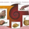 Szarazfoldi_csigak_2200001_3823_s