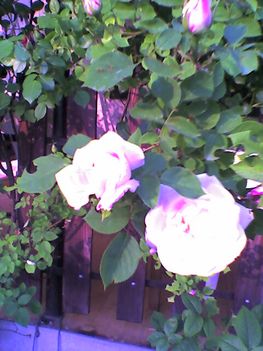 fehér rózsám