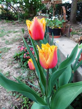 Késői tulipán