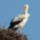 Bekes_szep_napot-083_2032032_8329_t