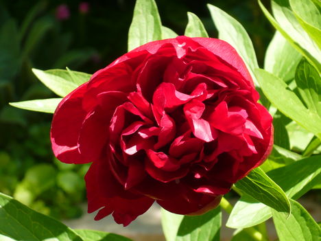 egy szál pünkösdi rózsa