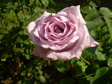 lila rózsa