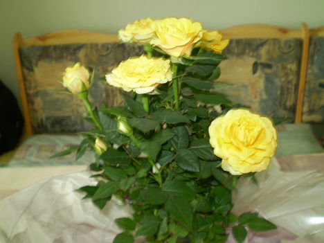 mini sárga rózsa