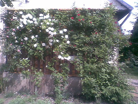 Rózsák a teraszon