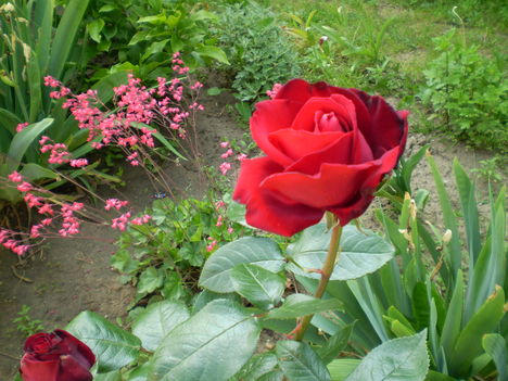 sötét bordó rózsa