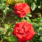 szép piros rózsa