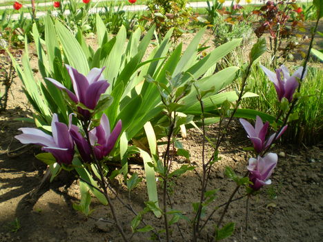 tulipán fám első virágai