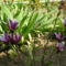 tulipán fám első virágai