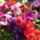 Viragok_1-001_232729_90628_t