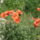 Viragok_2-001_232730_98194_t