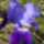 050_2033775_7299_t