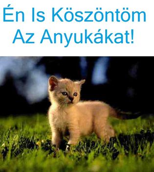Anyák Napja!
