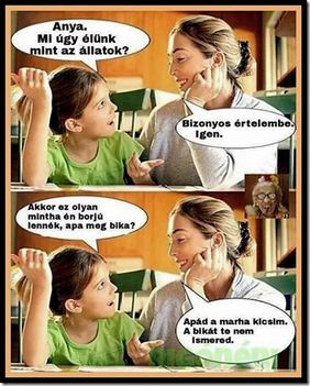 Borjú!