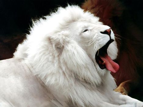 fehér oroszlán