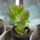 Majomfa_crassula_monstrosa_233913_39827_t
