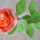 Rozsa_2033439_7831_t
