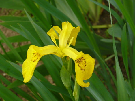 sárga liliom