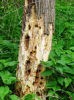 A korhadt fa újabb élőhelyet biztosít más élőlények számára, Szigetköz 2017. május 15.-én