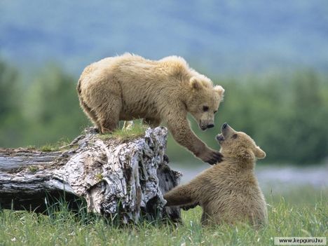 Bocsok - Katmai Nemzeti Park, Alaszka