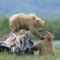 Bocsok - Katmai Nemzeti Park, Alaszka