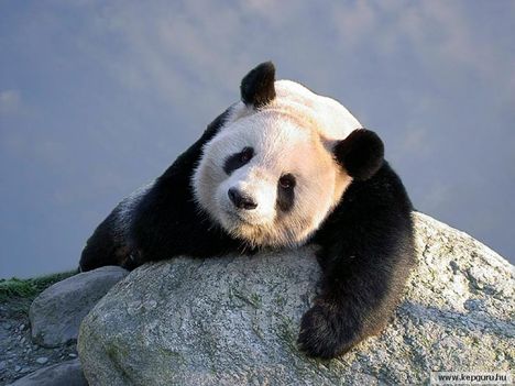 Lusta panda