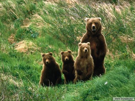 Medve család