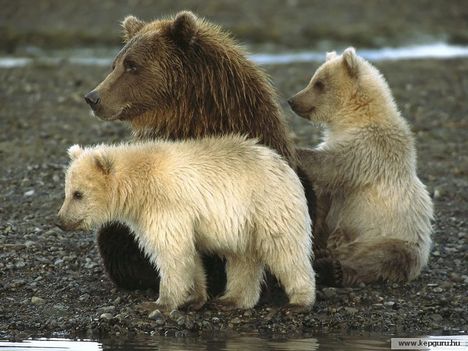 Medve család - Katmai Nemzeti Park, Alaszka