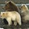 Medve család - Katmai Nemzeti Park, Alaszka