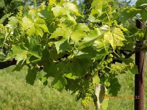 Otelló szőlő Lugason