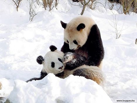 Pandák a hóban