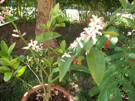virágos citromfa