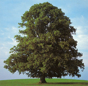 2010 Ezüst hárs  év fája