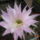 Echinopsis_235082_78208_t
