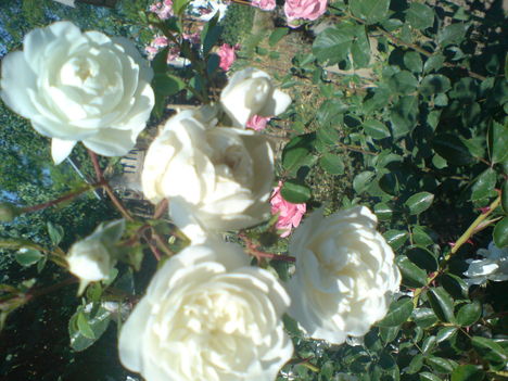 magastörzsű rózsám közelről