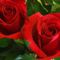 Piros rózsák 