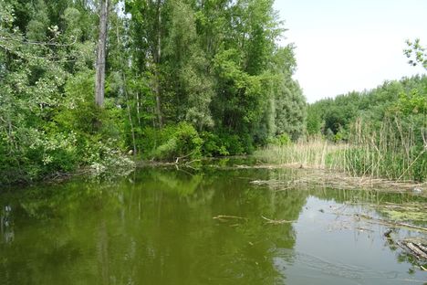 Pókmacskási tó, Ásványráró 2017. május 15.-én 14