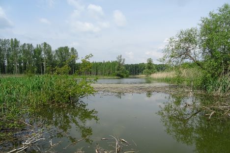 Pókmacskási tó, Ásványráró 2017. május 15.-én 19