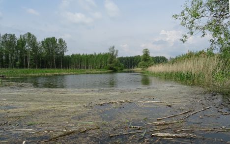 Pókmacskási tó, Ásványráró 2017. május 15.-én 21