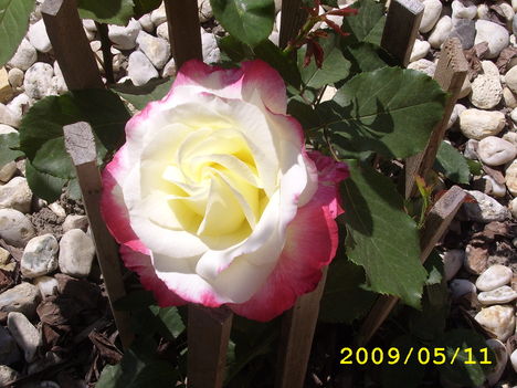rózsa2